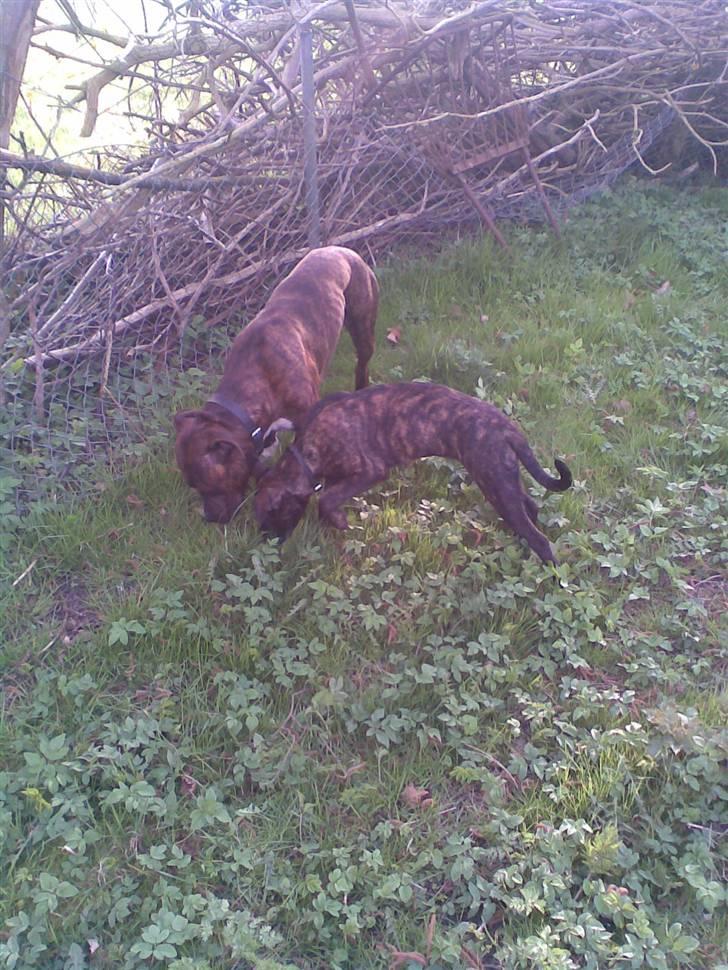 Amerikansk staffordshire terrier Sofie billede 8