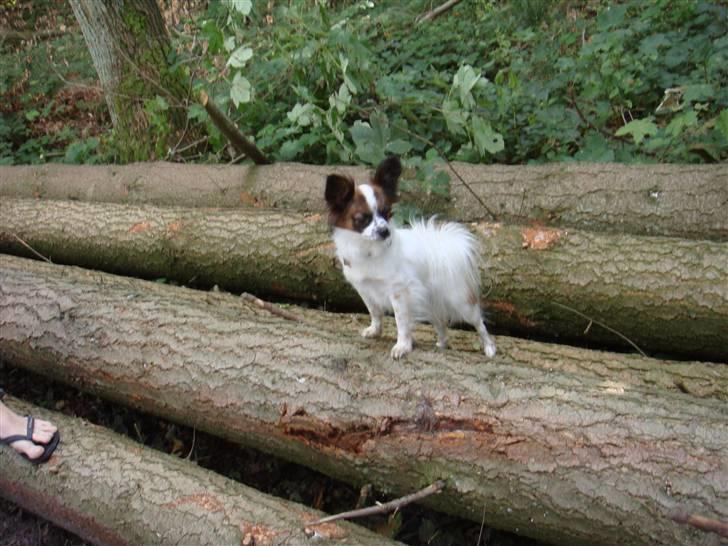 Chihuahua Fleur billede 2