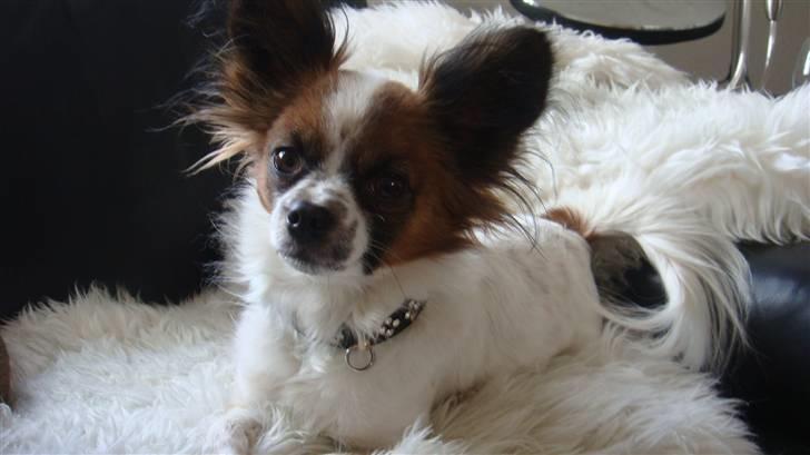 Chihuahua Fleur billede 3