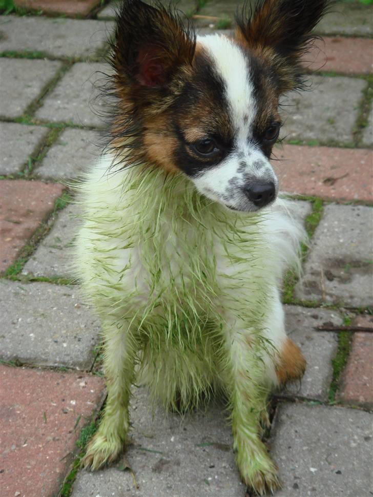 Chihuahua Fleur billede 4