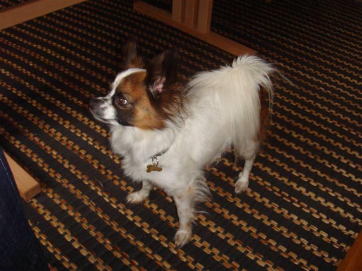 Chihuahua Fleur billede 5