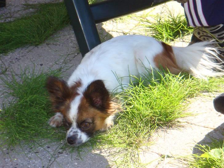 Chihuahua Fleur billede 6