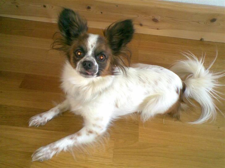 Chihuahua Fleur billede 8