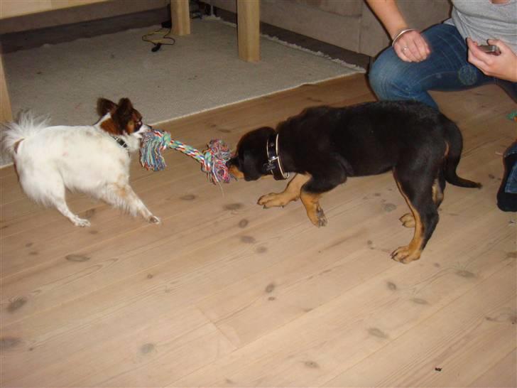 Chihuahua Fleur billede 9