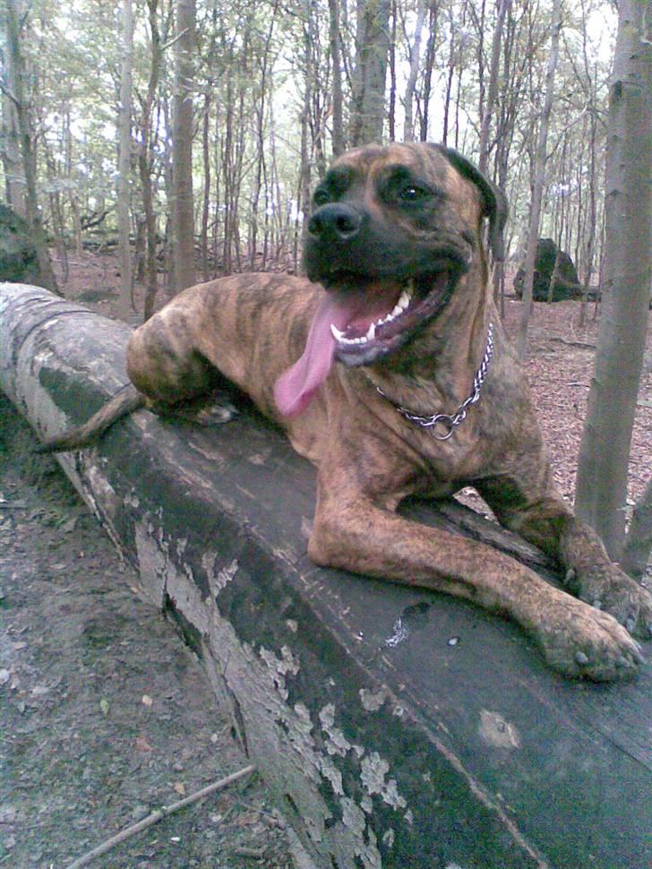 Blanding af racer gismo billede 1