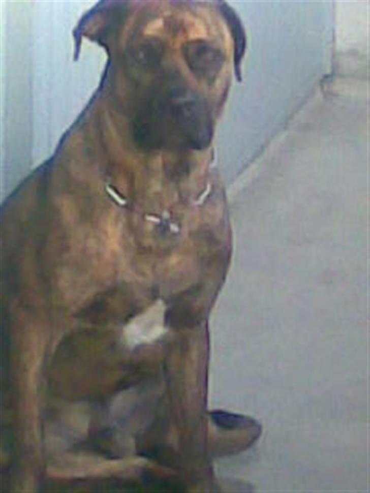 Blanding af racer gismo billede 2