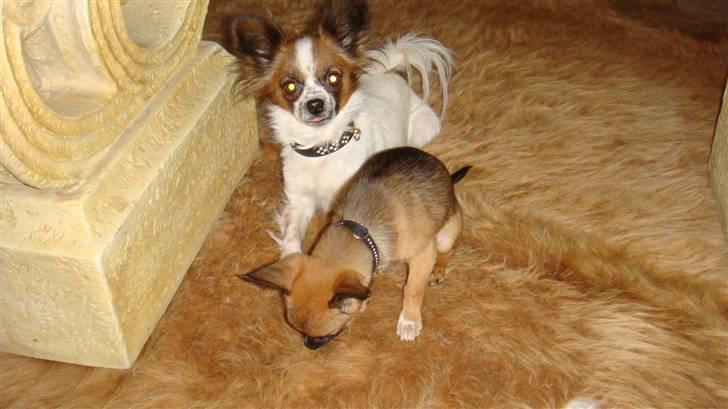 Chihuahua Fleur billede 10