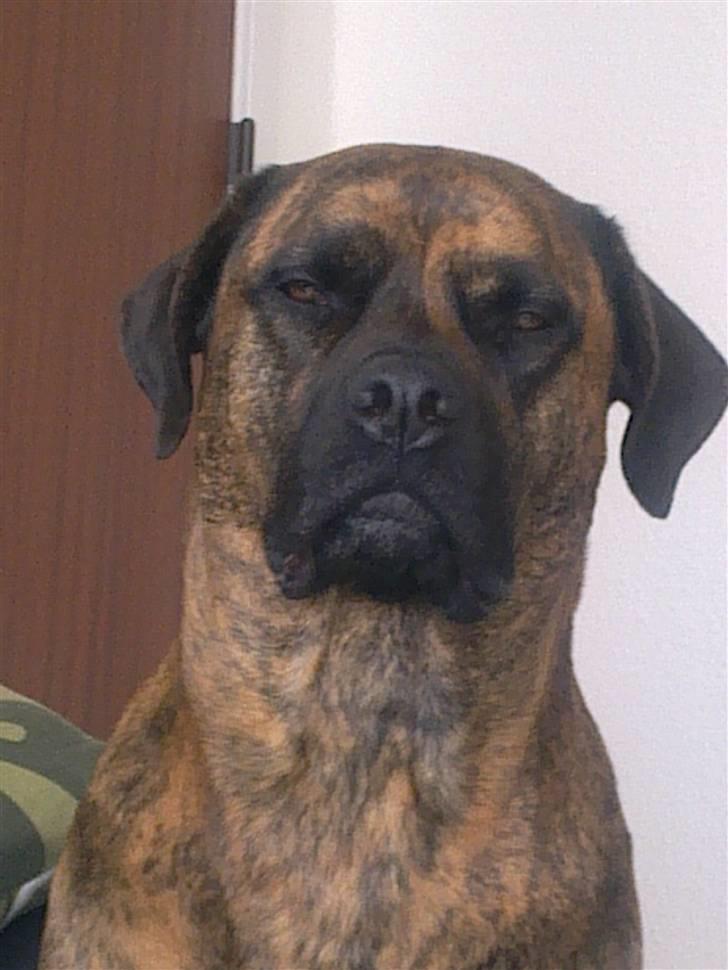 Blanding af racer gismo billede 3