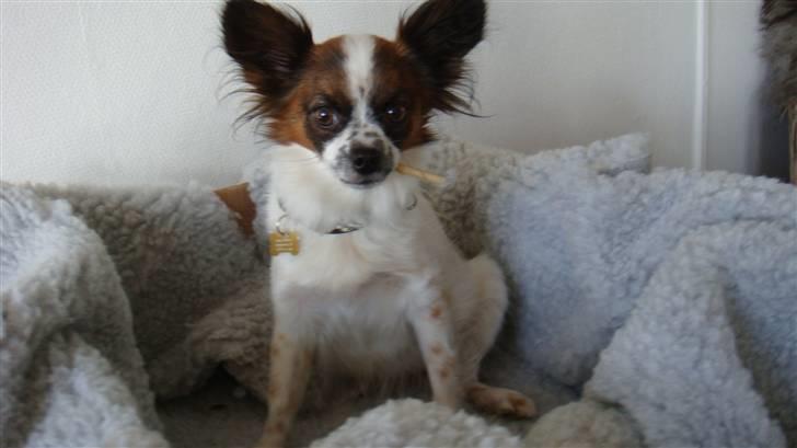 Chihuahua Fleur billede 11