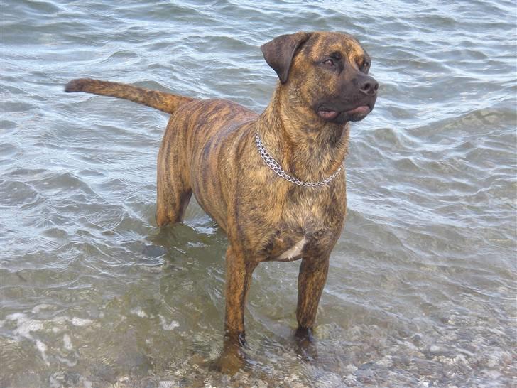 Blanding af racer gismo billede 4