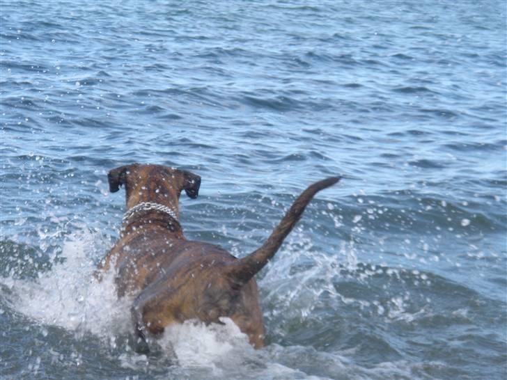 Blanding af racer gismo billede 5