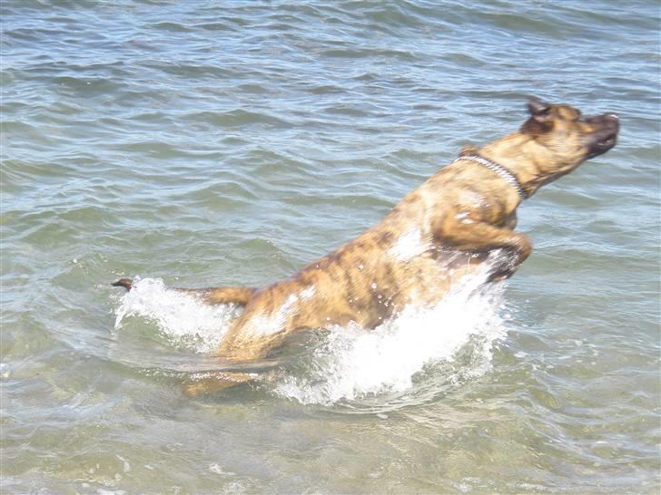 Blanding af racer gismo billede 6