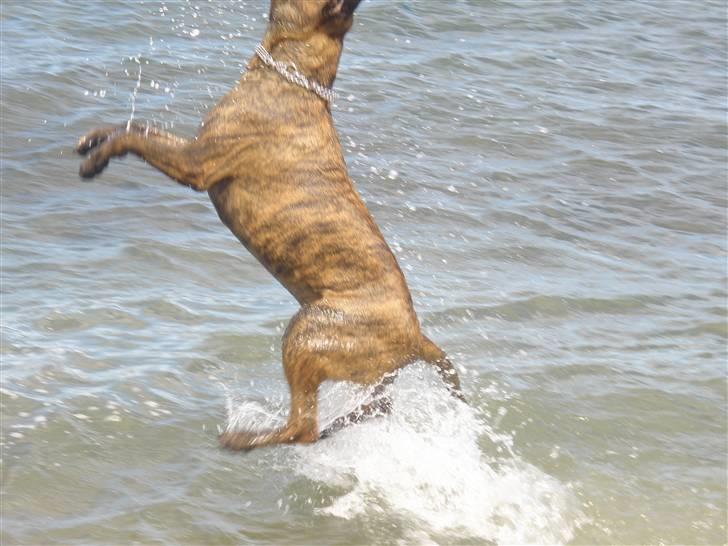 Blanding af racer gismo billede 7