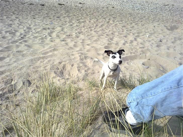 Dansk svensk gaardhund Lillefix billede 9