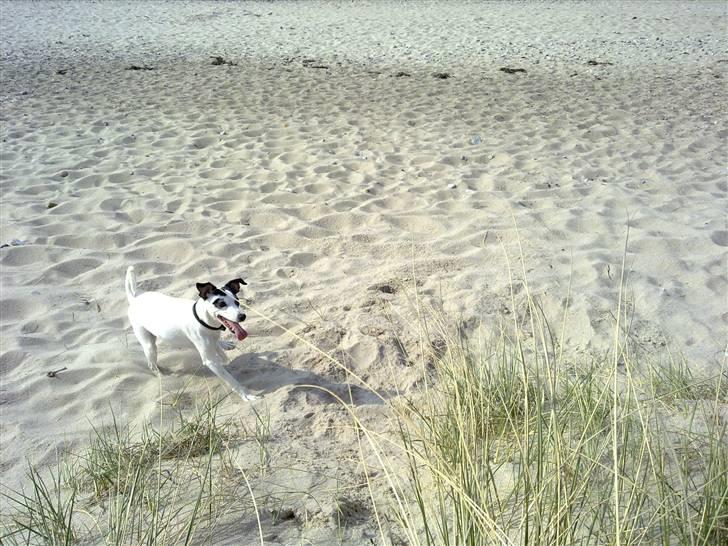 Dansk svensk gaardhund Lillefix billede 10