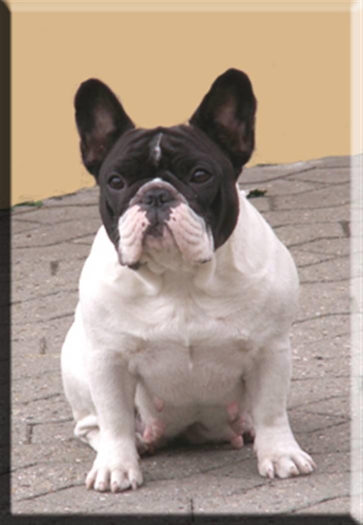 Fransk bulldog Dauløkkes Vogue La Blance - Dauløkkes Vougue La Blance med kaldenavnet Laura billede 1