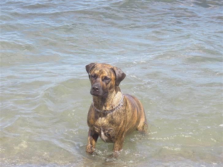 Blanding af racer gismo billede 8