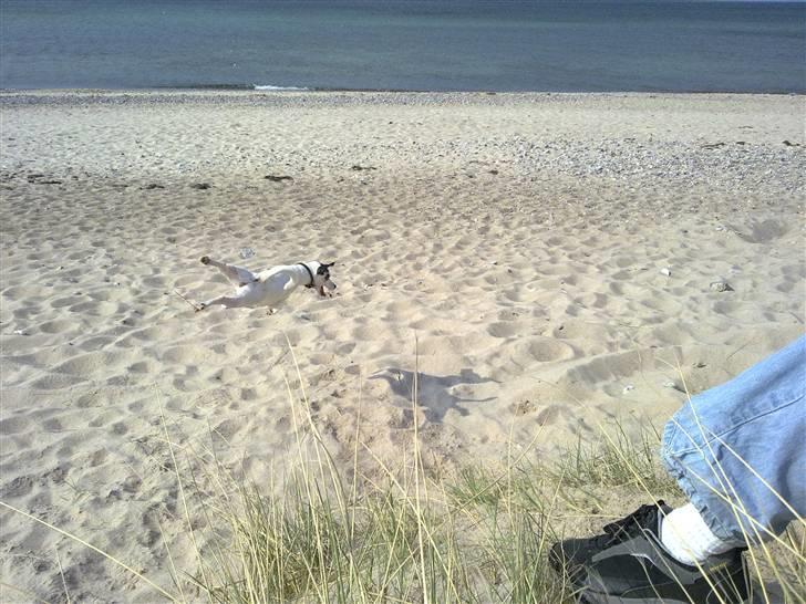 Dansk svensk gaardhund Lillefix billede 11