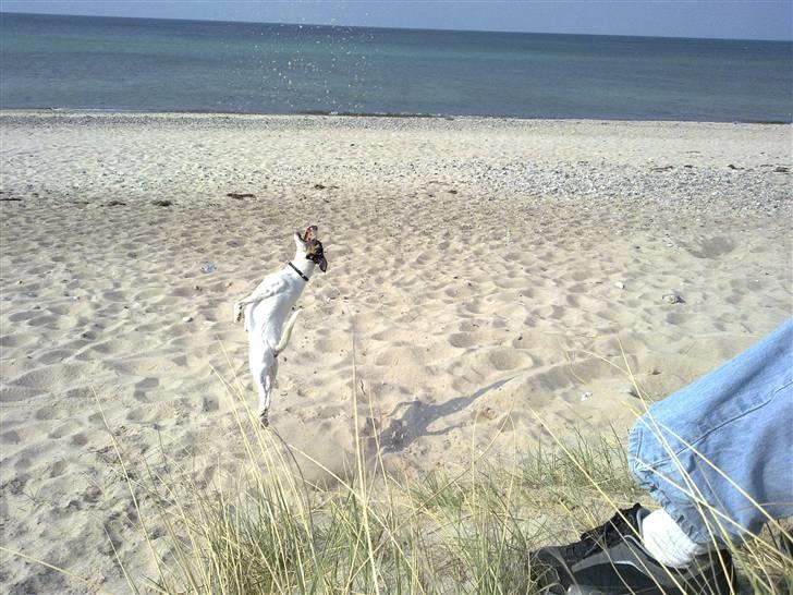 Dansk svensk gaardhund Lillefix billede 12