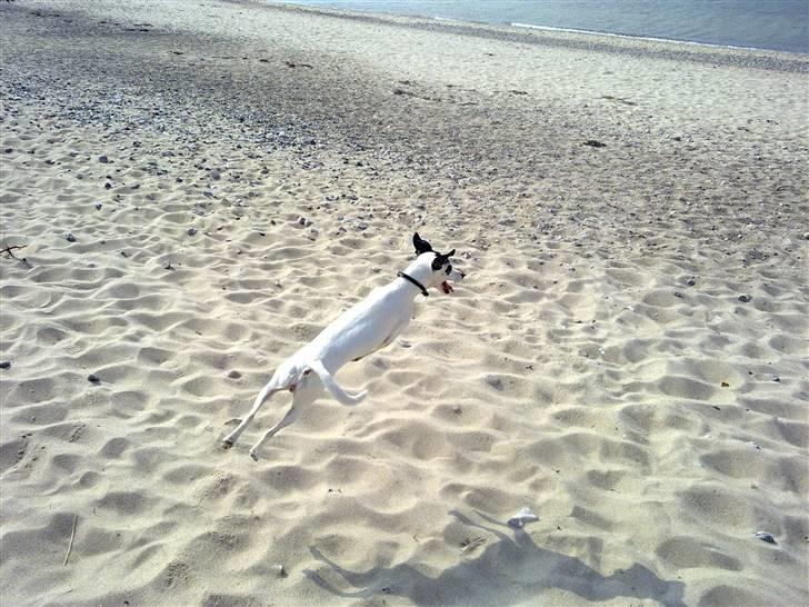 Dansk svensk gaardhund Lillefix billede 13