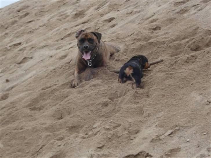 Blanding af racer gismo billede 9