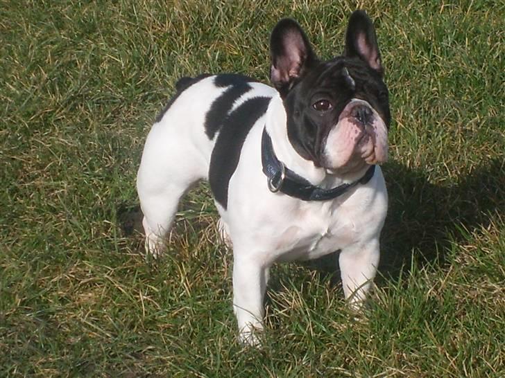 Fransk bulldog Dauløkkes Vogue La Blance - kloge, kække Laura-måsen foto Tove M.N. billede 2