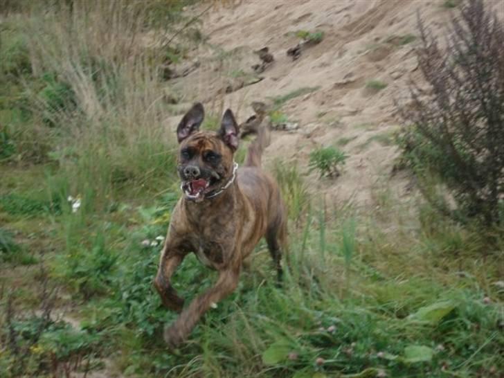 Blanding af racer gismo billede 10