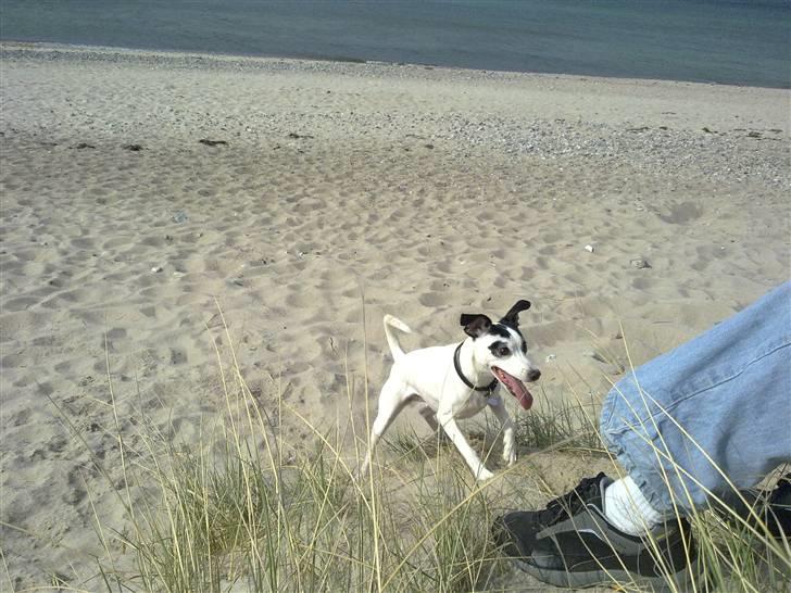 Dansk svensk gaardhund Lillefix billede 14