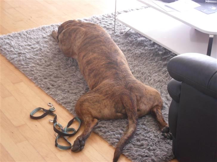 Blanding af racer gismo billede 12