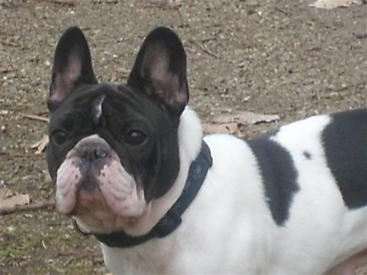 Fransk bulldog Dauløkkes Vogue La Blance billede 3