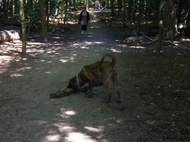 Blanding af racer gismo billede 14