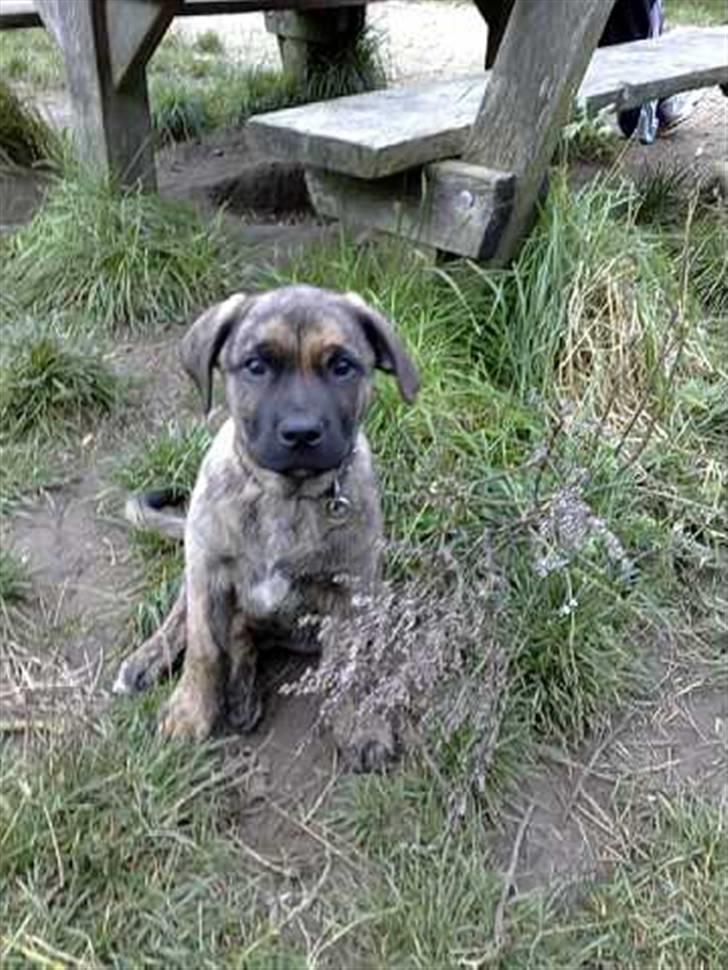 Blanding af racer gismo billede 15