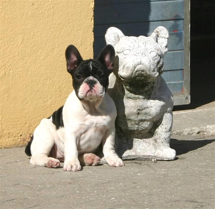 Fransk bulldog Dauløkkes Vogue La Blance - er jeg ikke fin ?? billede 4