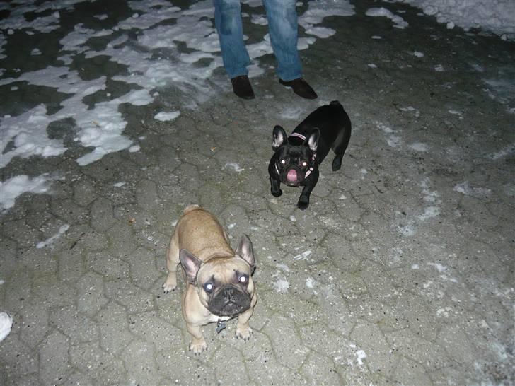 Fransk bulldog Ludvig - Leger med Emma billede 5