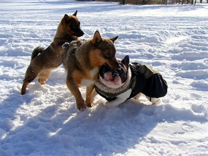 Fransk bulldog Dauløkkes Vogue La Blance - vestgøtaspidsen pitzi, skur og laura.foto Tove M.Nielsen billede 5