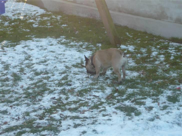 Fransk bulldog Ludvig - Hvad er det der sne nu for noget.. billede 6
