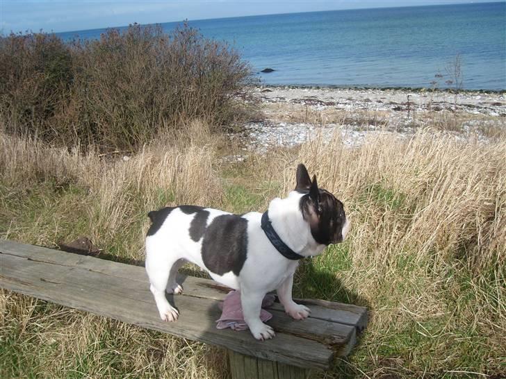 Fransk bulldog Dauløkkes Vogue La Blance - min smukke strandpige...... billede 6