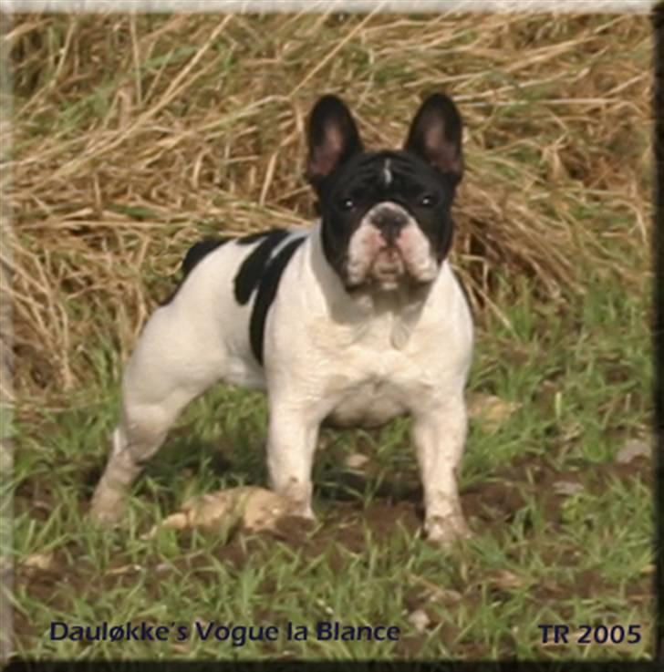 Fransk bulldog Dauløkkes Vogue La Blance - søde, glade Laura billede 7