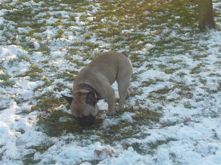 Fransk bulldog Ludvig - Hvad er det der sne nu for noget.. billede 7
