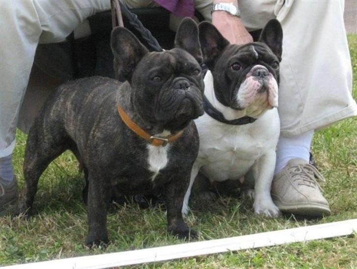 Fransk bulldog Dauløkkes Vogue La Blance - Mine dejlige glade piger i BØSØRE 2009  :-) foto Ghita Amby billede 8
