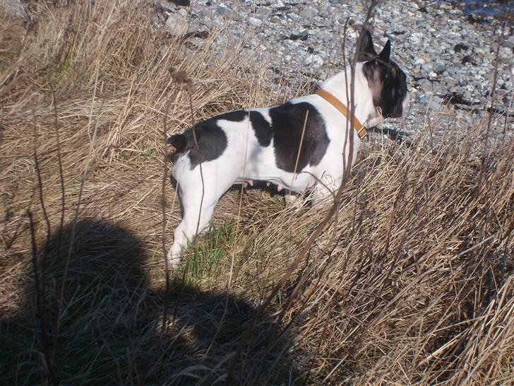 Fransk bulldog Dauløkkes Vogue La Blance - Laura ved stranden foto.Tove M.Nielsen billede 9