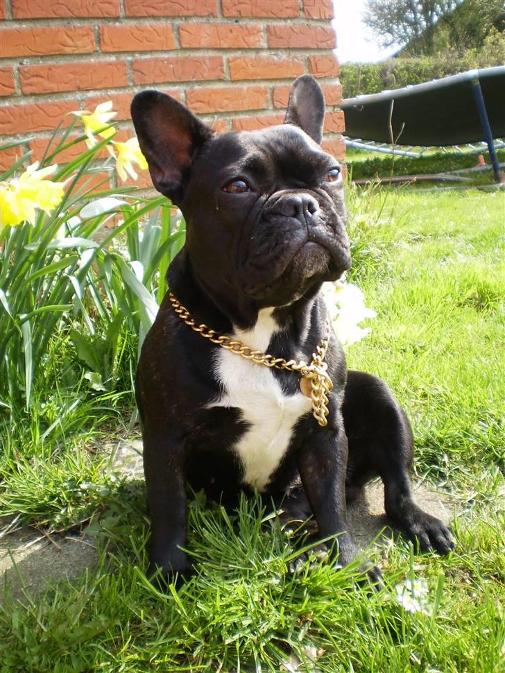 Fransk bulldog Victoria billede 1