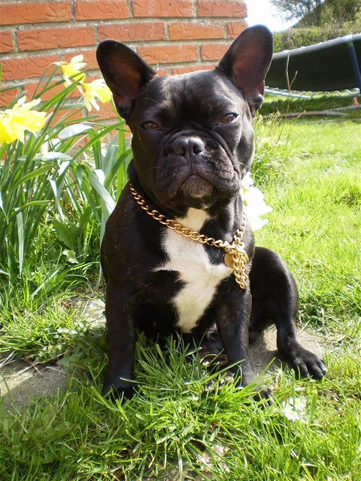 Fransk bulldog Victoria billede 2