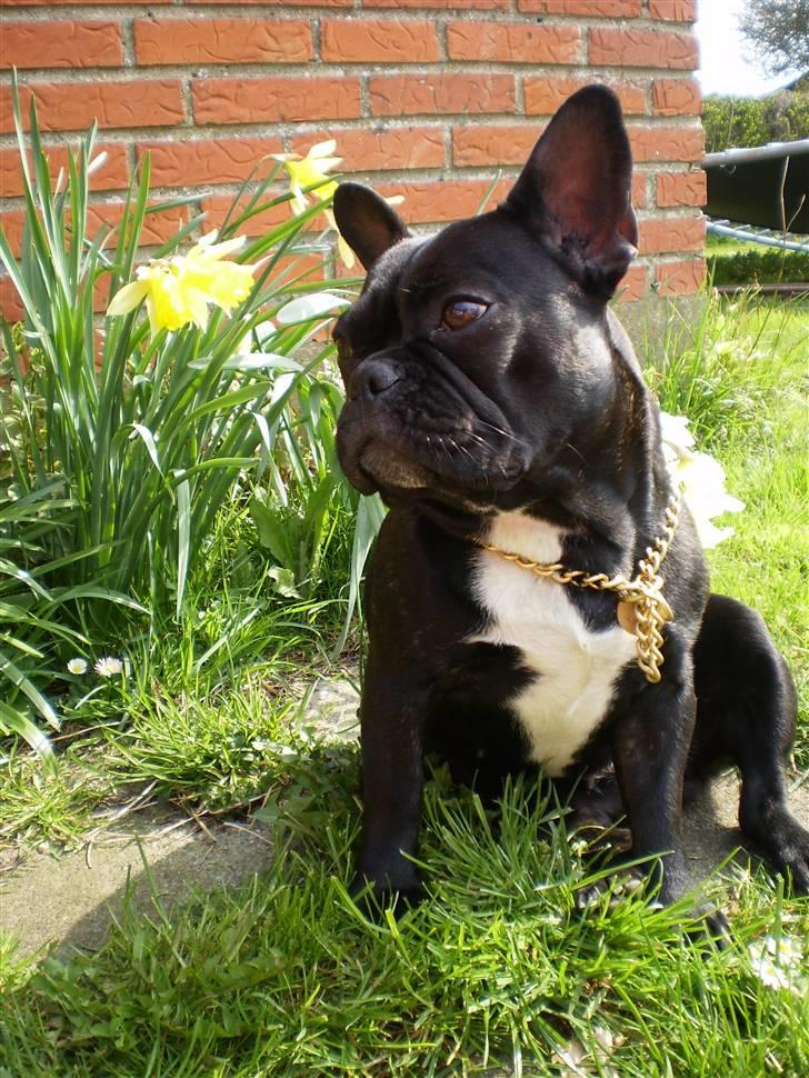 Fransk bulldog Victoria billede 3