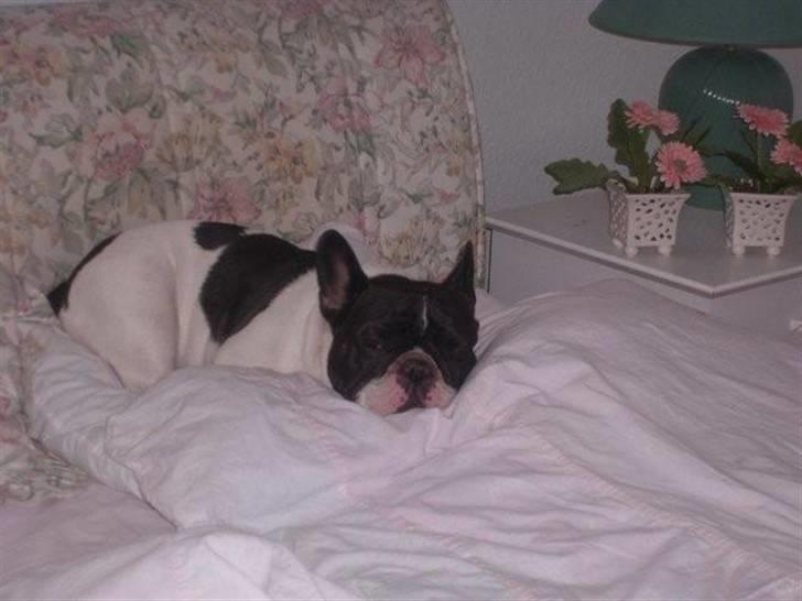 Fransk bulldog Dauløkkes Vogue La Blance - eeelsker at sove lææænge..... :-) billede 10