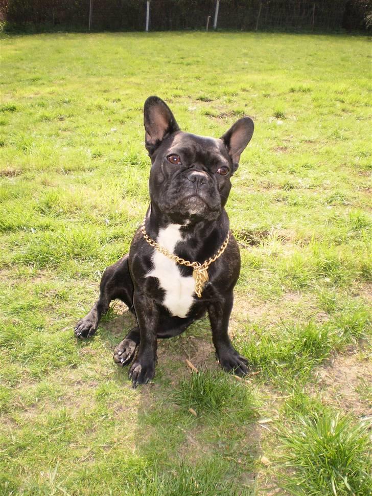 Fransk bulldog Victoria billede 4