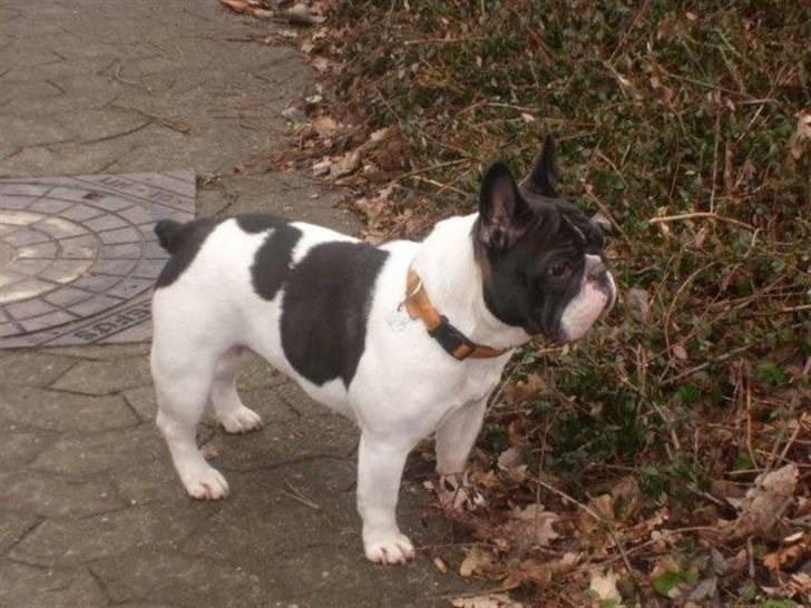 Fransk bulldog Dauløkkes Vogue La Blance - min kloge,kærlige, Laura mås :-) foto Tove M.Nielsen billede 11