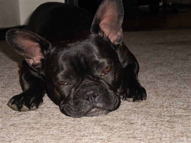 Fransk bulldog Victoria billede 5