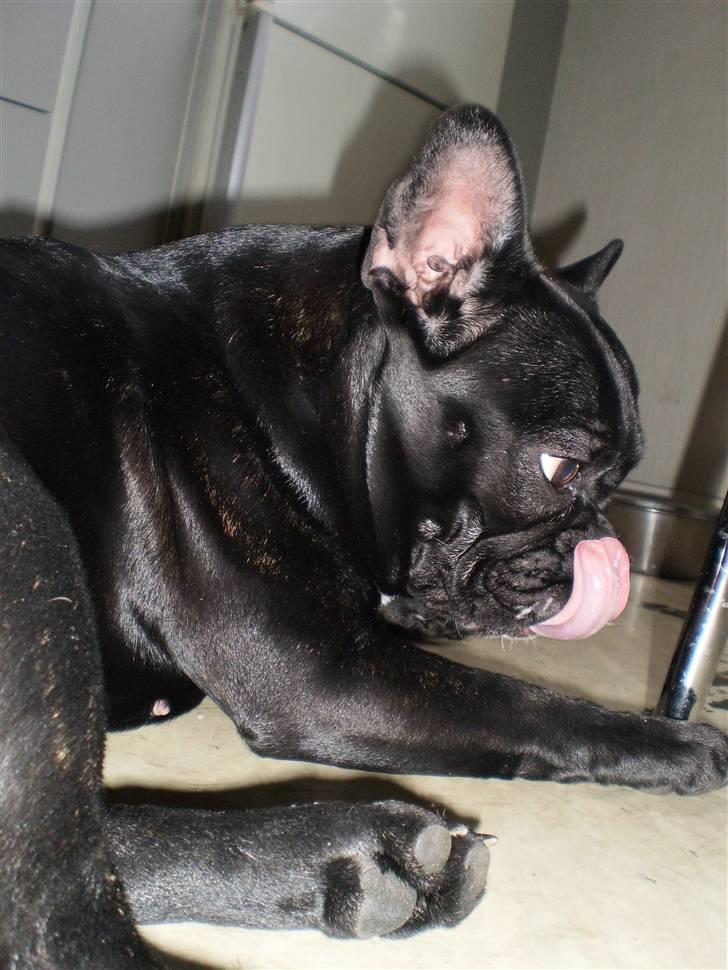 Fransk bulldog Victoria billede 6