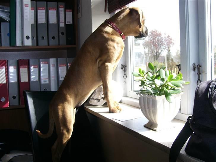 Boxer Bella - Hvornår kommer mor ??? billede 2